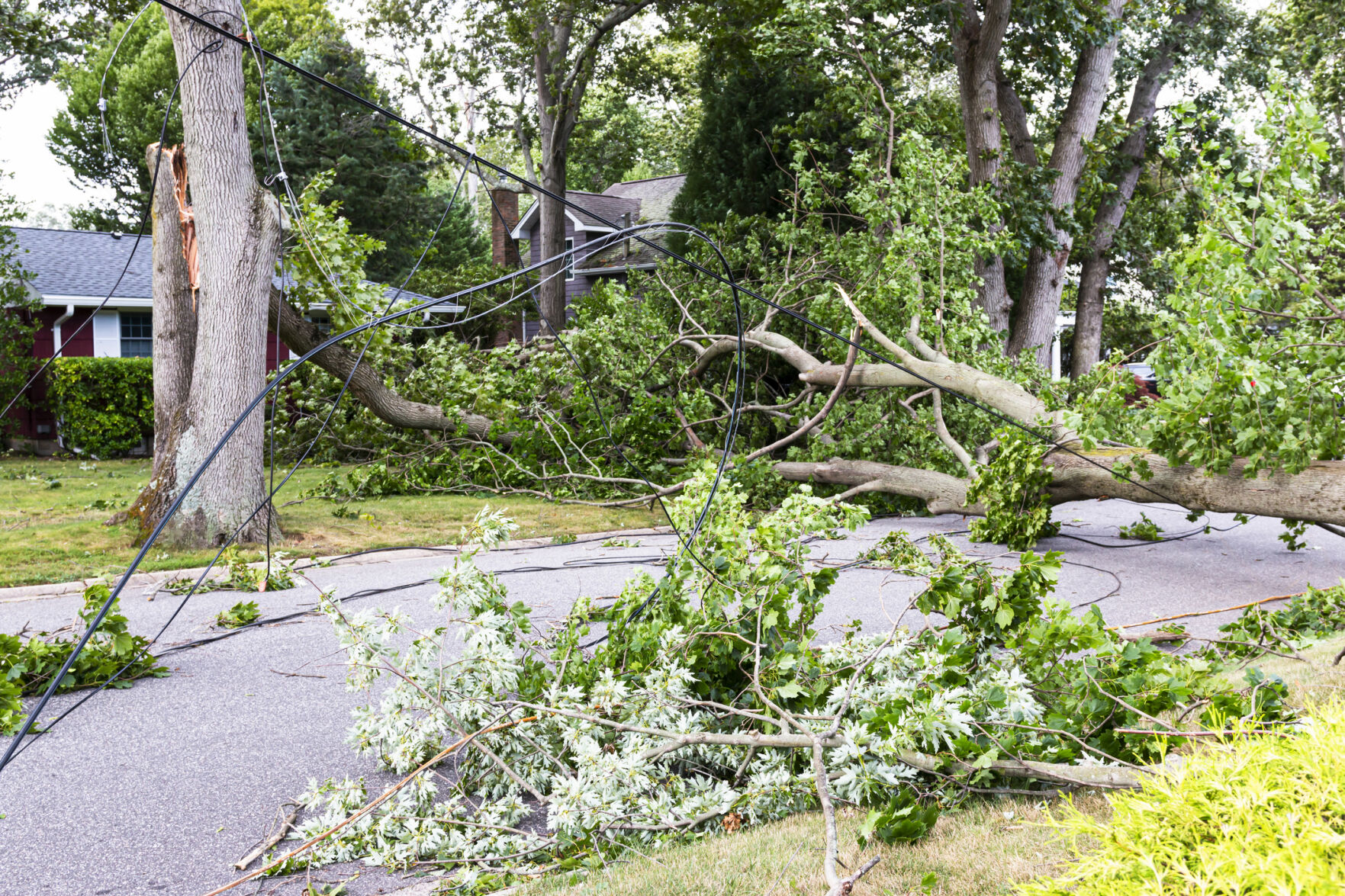 trees down